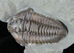 Large Flexicalymene Trilobite With Roller #13380-3